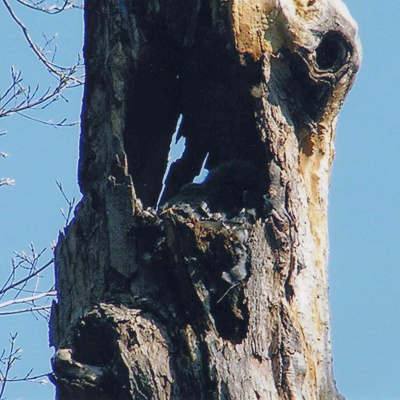 Owlet in nest hollow