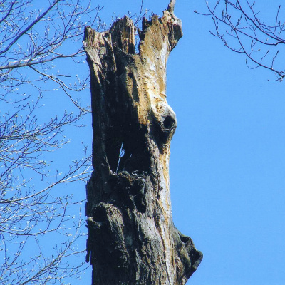 Owlet in nest hollow