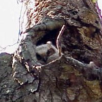 Sleeping baby Great Horned Owl