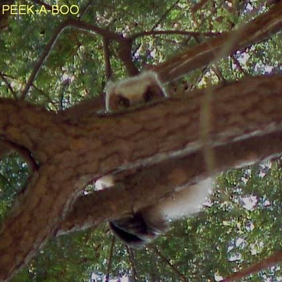 baby Great Horned Owl