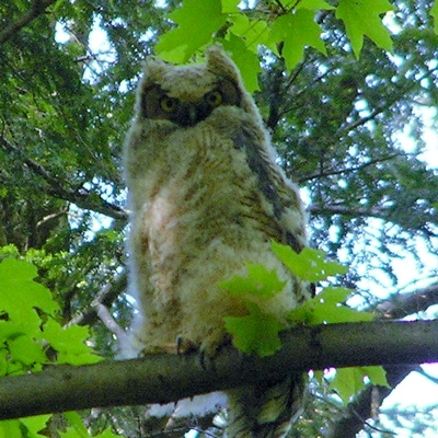 Great Horned Owlet