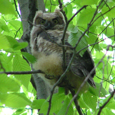 Great Horned Owlet