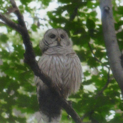 Barred Owl