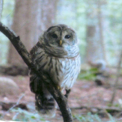 Barred Owl