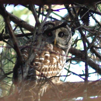 Barred Owl