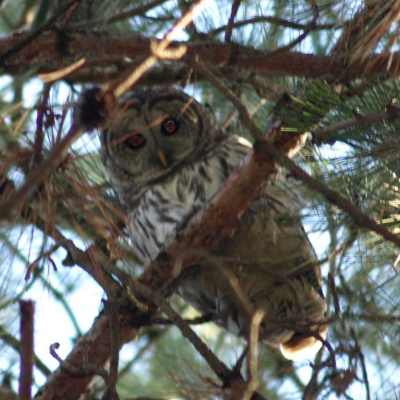 Barred Owl