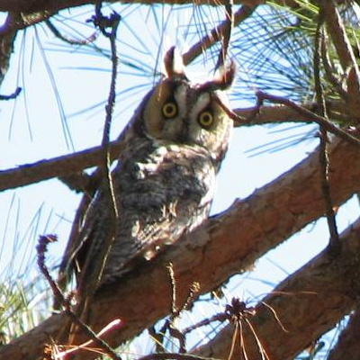 female Long-eared Owl