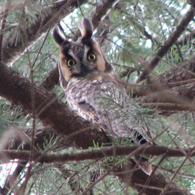 male Long-eared Owl