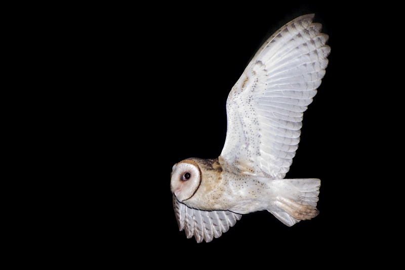 Barn Owl in flight