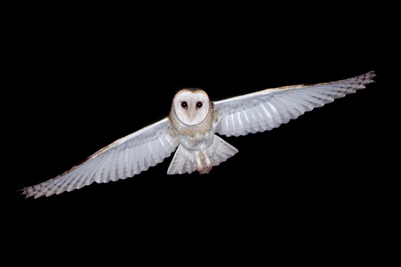 Barn Owl in flight