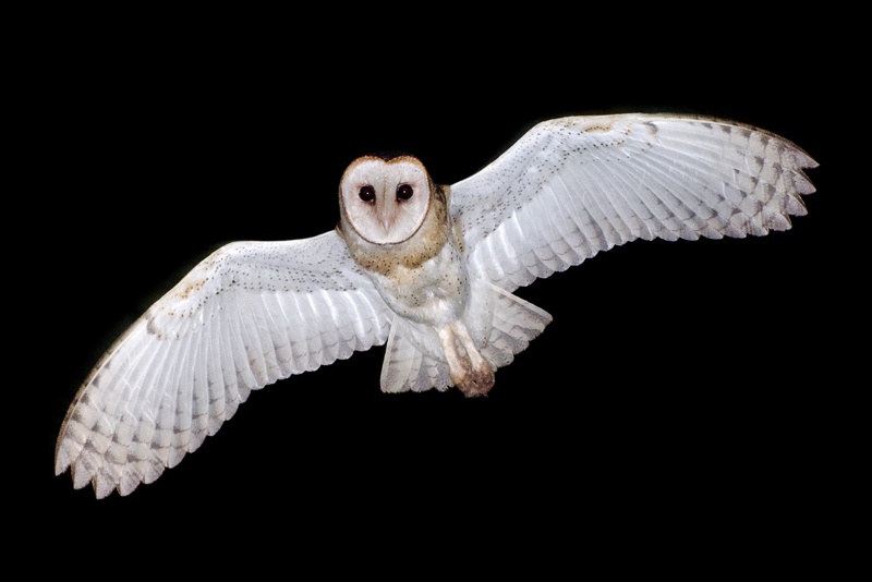 Barn Owl in flight