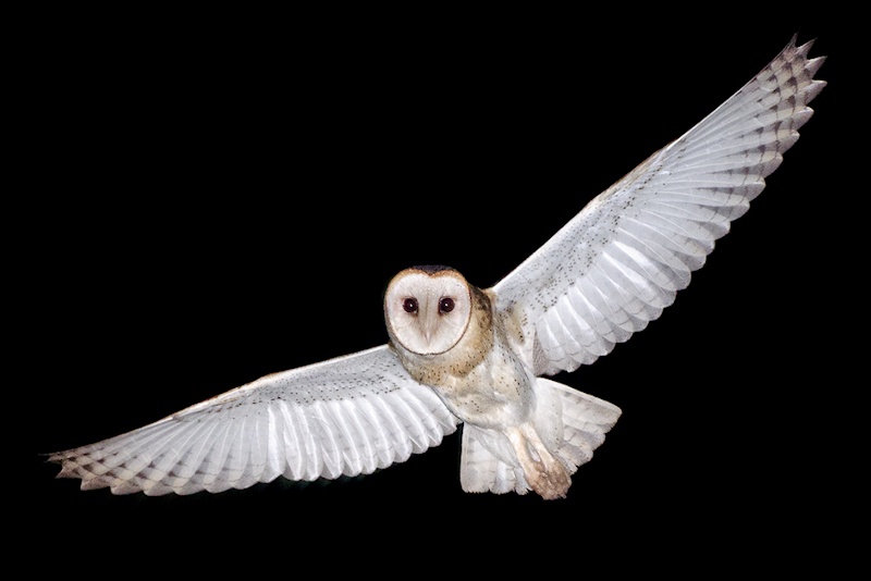 Barn Owl in flight