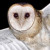 Australian Barn Owls in flight