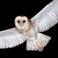 Australian Barn Owls in flight