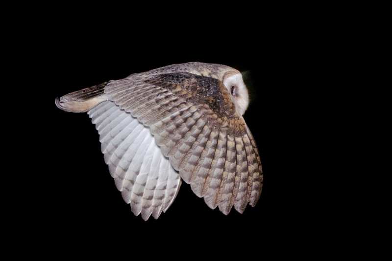 Barn Owl in flight