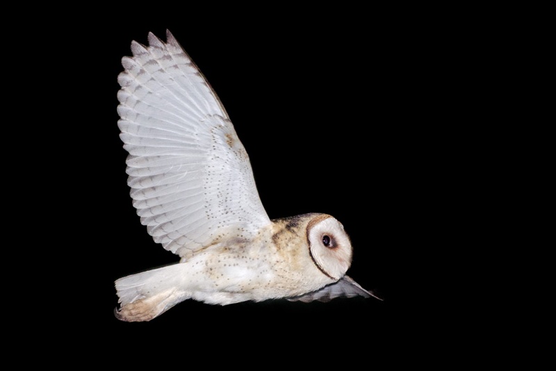 Barn Owl in flight