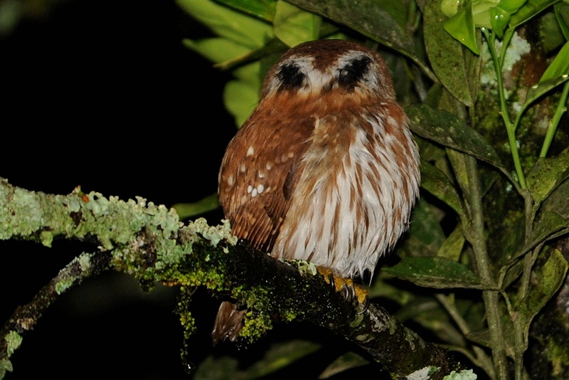 Pygmy Owl occipital face