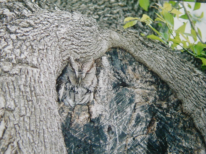 Eastern Screech Owl hiding