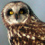 Natural History of the Short-eared Owl <i>Asio flammeus flammeus</i> in North America