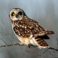 Short-eared Owl