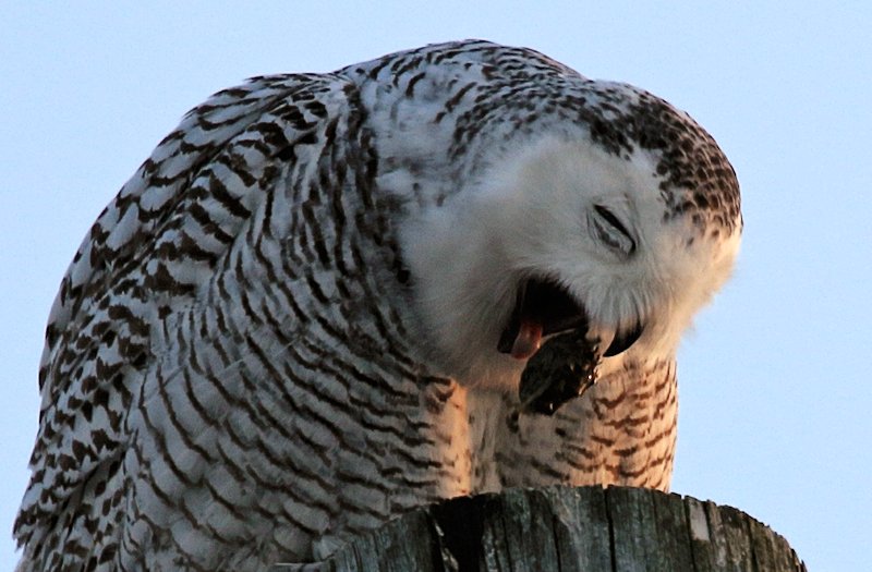 Snowy Owl regurgitating pellet