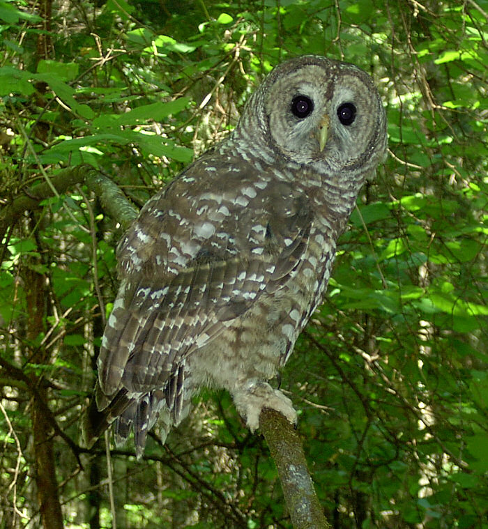 Sparred Owl