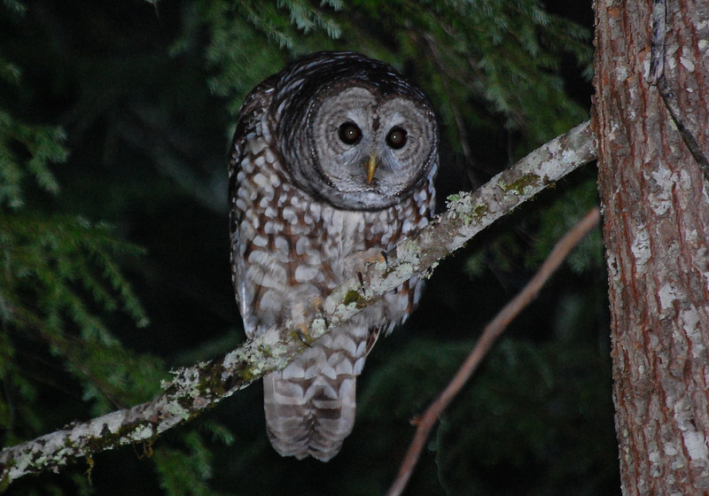 Sparred Owl