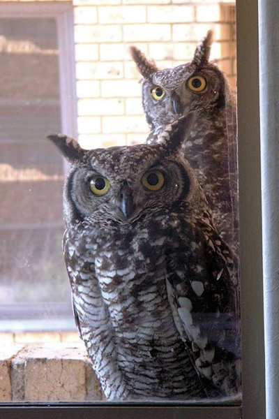 Spotted Eagle Owls