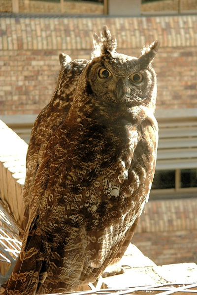 Spotted Eagle Owls