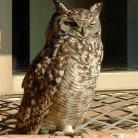 Urban Spotted Eagle Owls