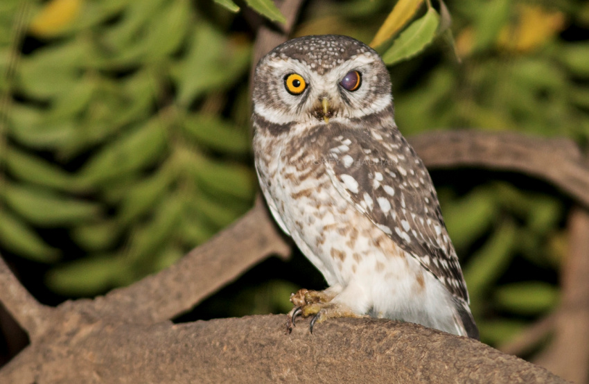 Spotted Owlet