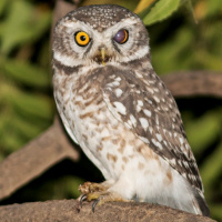 Spotted Owlet with cataract