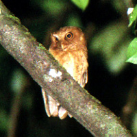 A Sri Lanka Scops Owl discovery