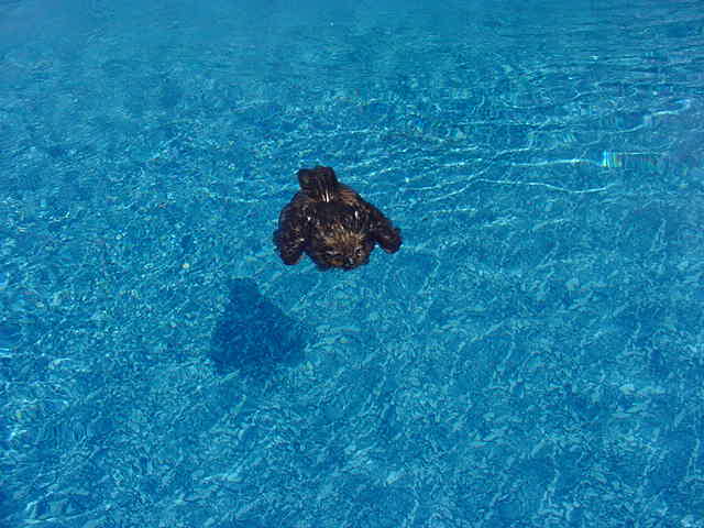 Great Horned Owl in pool