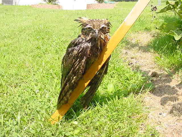 Great Horned Owl rescued from pool