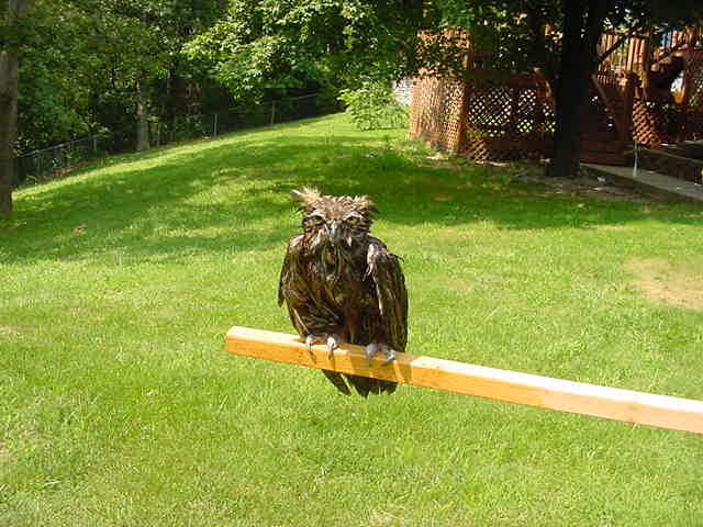 Great Horned Owl rescued from pool