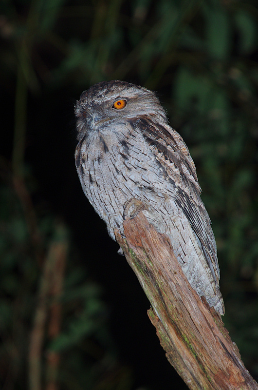 Tawny Frogmouth