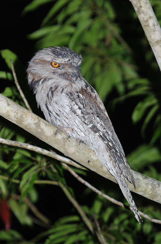 Tawny Frogmouth