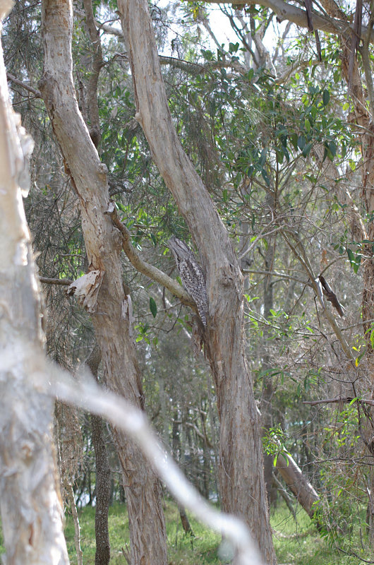 Tawny Frogmouth