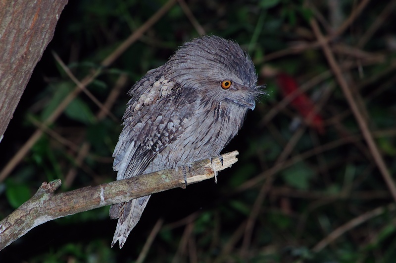 Tawny Frogmouth