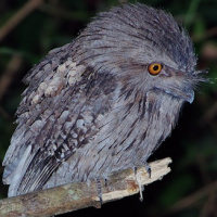 Rat poison is killing our native owls and frogmouths