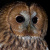 Study of Tawny Owl <i>Strix aluco</i> diet from pellet samples collected in Serbia