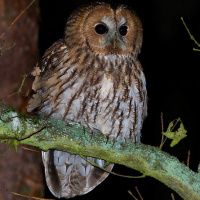 Owls of Poland - distribution and density