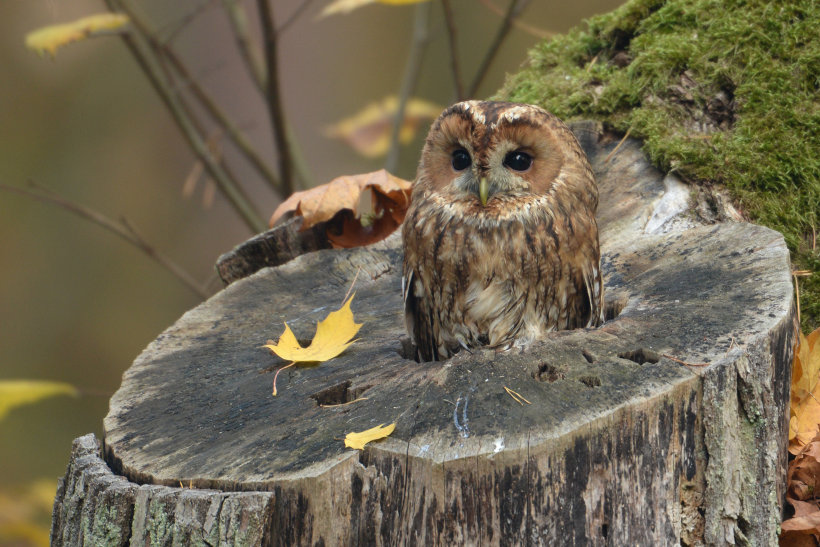 Tawny Owl at nest