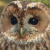 Tawny Owl nest sites in Poland