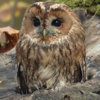 Tawny Owl nest sites in Poland