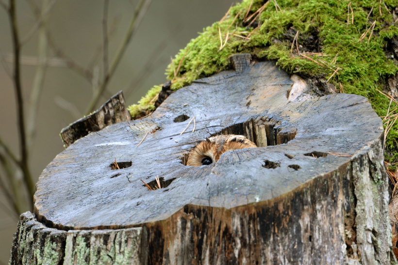 Tawny Owl at nest