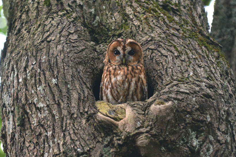 Tawny Owl at nest