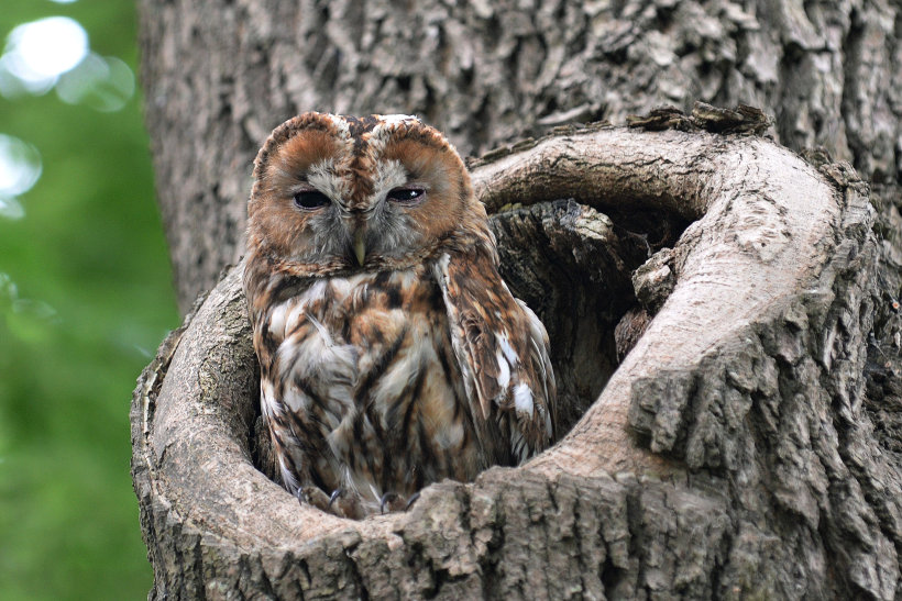 Tawny Owl at nest