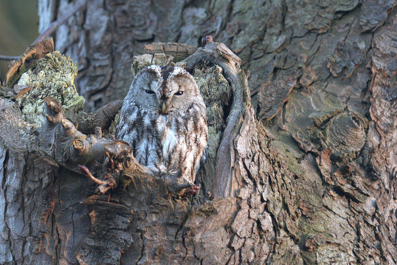 Tawny Owl at nest